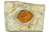 Paleocene Fossil Leaf (Zizyphoides) - Montana #377919-1